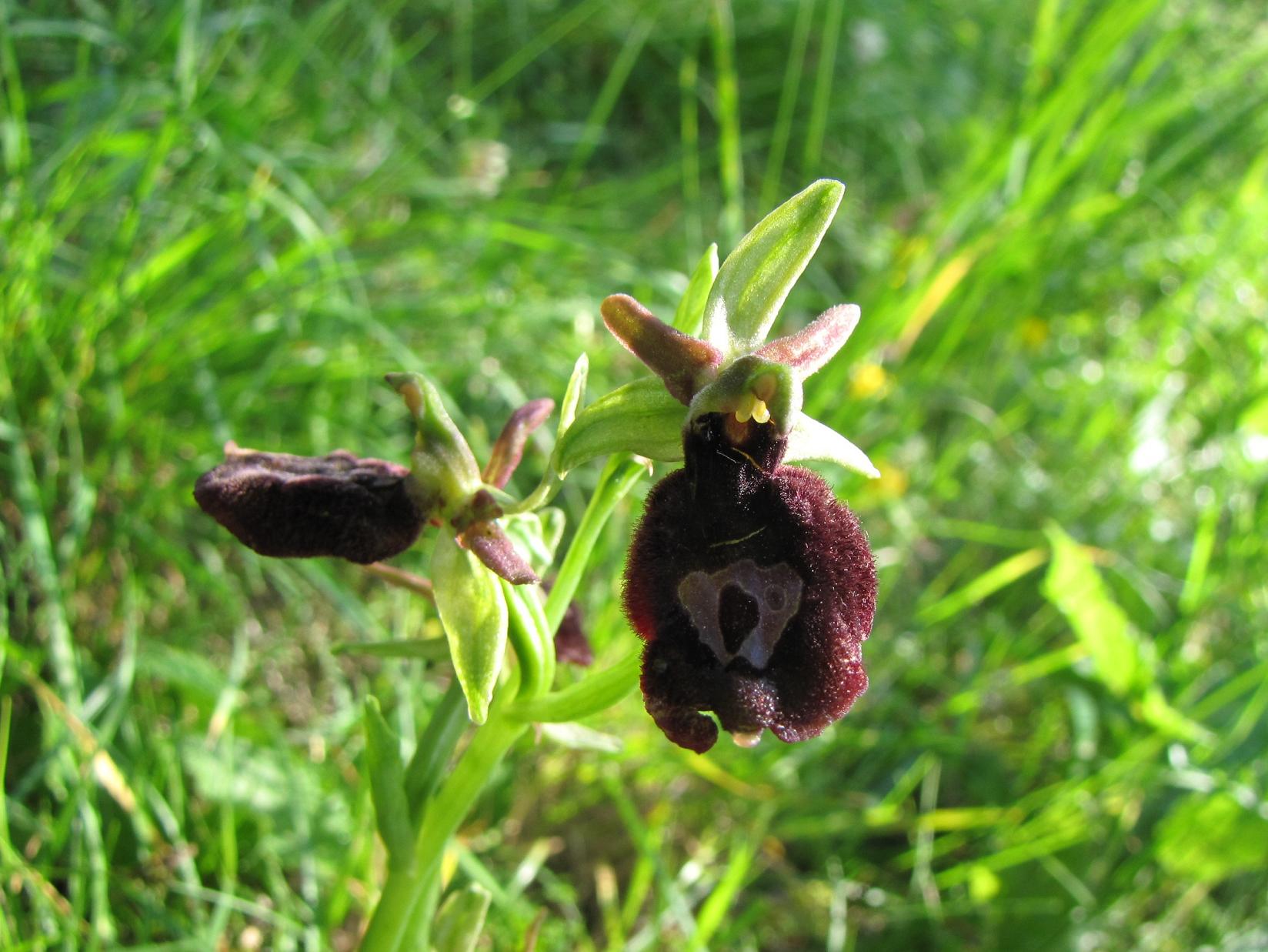 Ophrys x  ( benacensis x sphegodes )